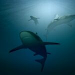 sharks